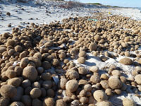 neptunblle am strand_klein