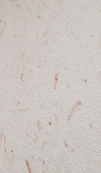 rechts_wolcolor